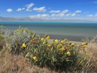 Jezero Argentino