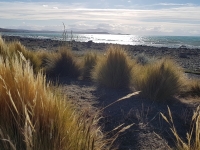 calafate5