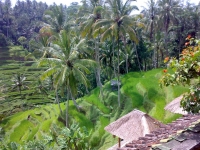 bali034