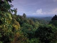 indo-borneo057