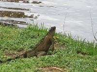 Tortuguero.13