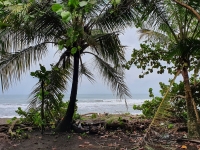 Tortuguero.8