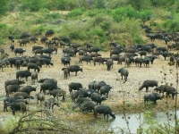 kruger010