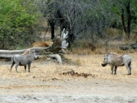 kruger021