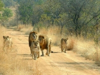 kruger022