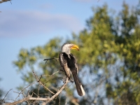 kruger031