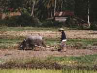 laos007