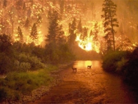 USA Lesní požár