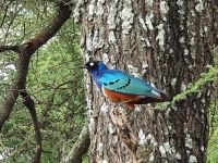 Nat park Tarangire 3