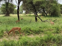 Nat park Tarangire 4