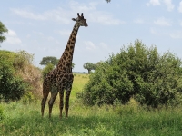 Nat park Tarangire 5