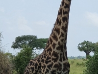 Nat park Tarangire 6