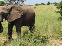 Nat park Tarangire 8