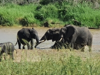 Nat park Tarangire 9