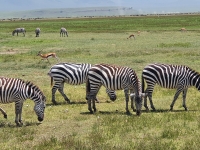 Nat. park NGORONGORO 10