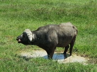 Nat. park NGORONGORO 11