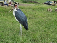 Nat. park NGORONGORO 16