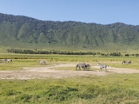 Nat. park NGORONGORO 3