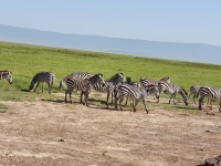 Nat. park NGORONGORO 4