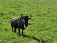 Nat. park NGORONGORO 6