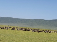 Nat. park NGORONGORO 7