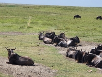 Nat. park NGORONGORO 8