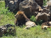 Nat. park NGORONGORO 9