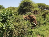 Nat. park Tanzania - Arusha 1