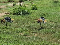 Nat. park Tanzania - Arusha 2