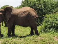 Nat. park Tanzania - Arusha 3