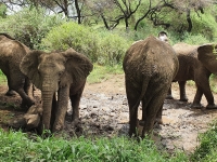 Nat. park Tanzania - Arusha 5